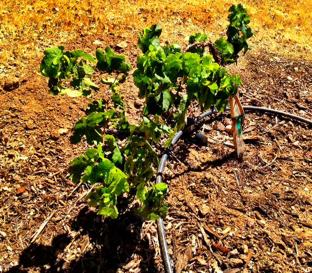 Our Marsanne Vine