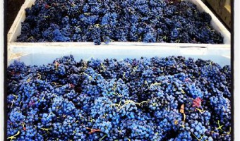 paso robles harvest